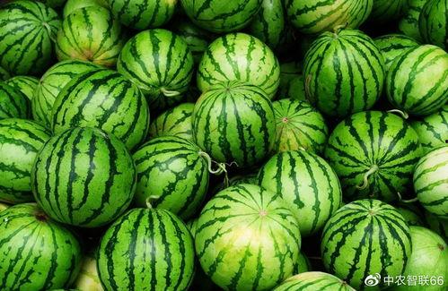 吃瓜网官网首页,揭秘娱乐圈最新动态，带你畅游八卦海洋