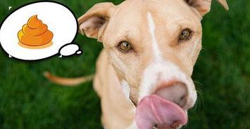 娱乐吃瓜菌狗,揭秘娱乐圈那些不为人知的幕后故事